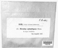 Image of Gloeoporus subambiguus